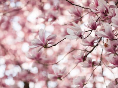 A Discover 10 Different Types of Magnolia Trees