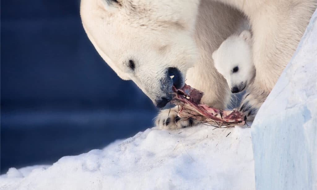 eating small white bear cub and mother