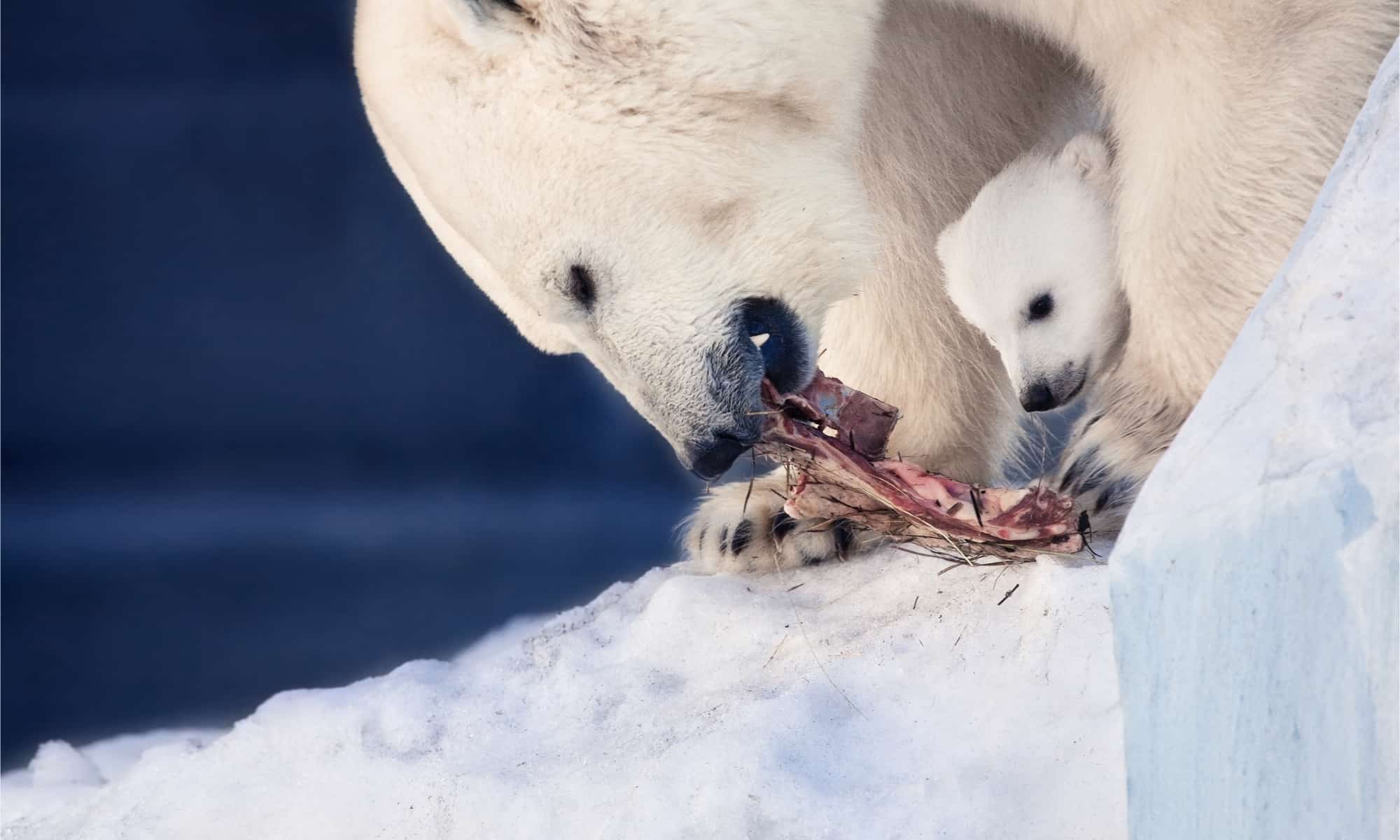 what do polar bears eat