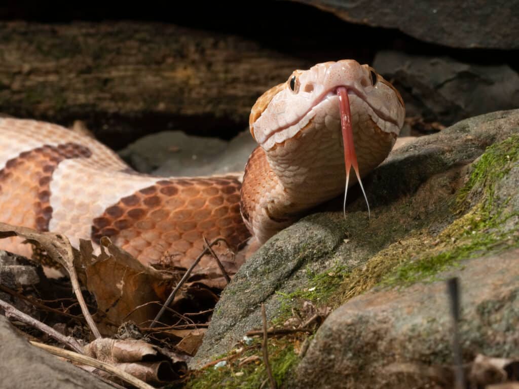 Southern Copperhead, Agkistrodon contortrix, native to South Carolina, controlled situation