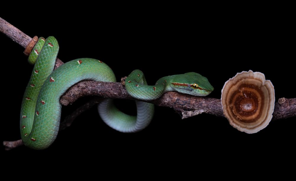 Wagler's palm pit viper