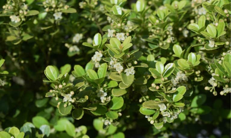 japanese holly vs boxwood