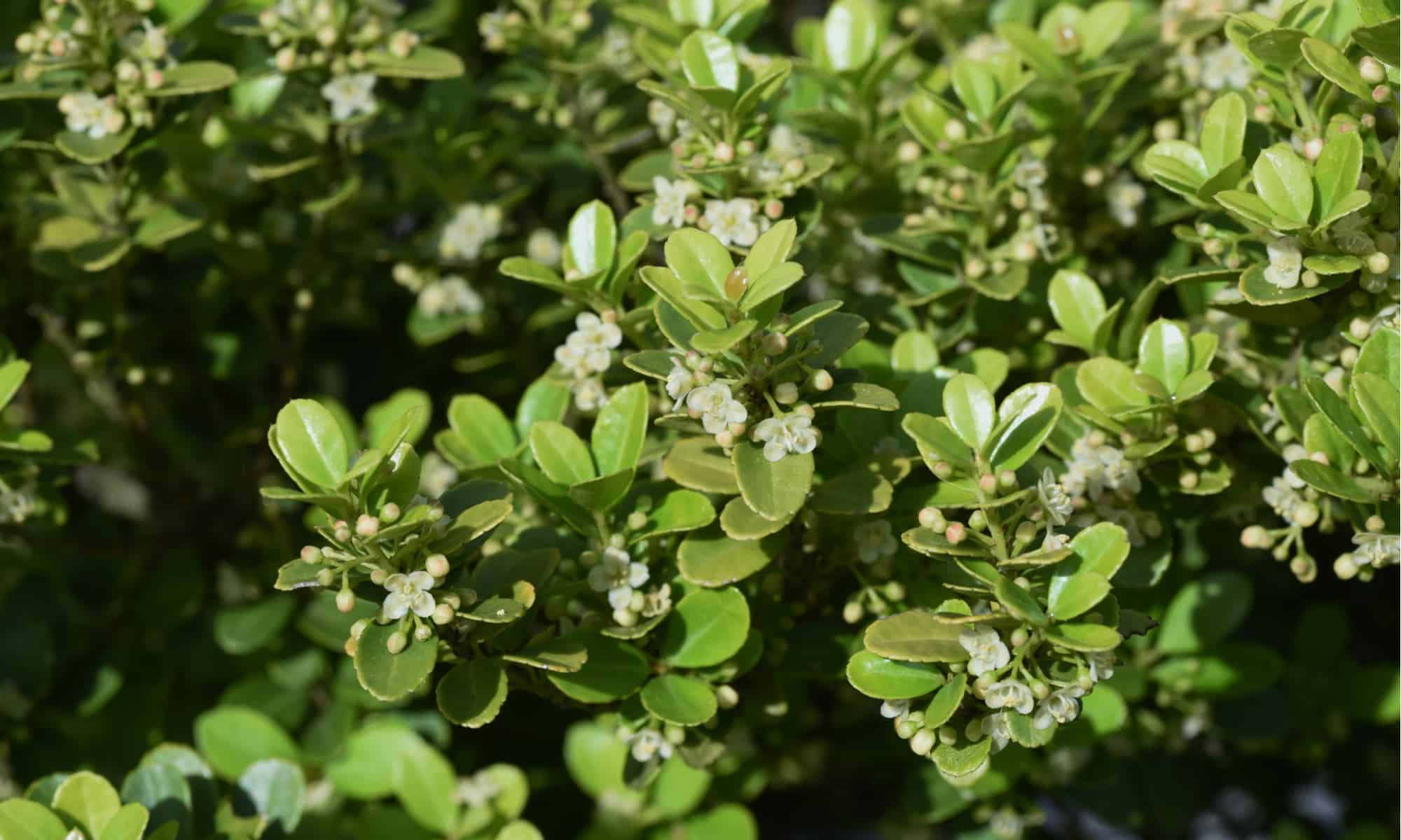 Image of Boxwood companion plant for Japanese holly