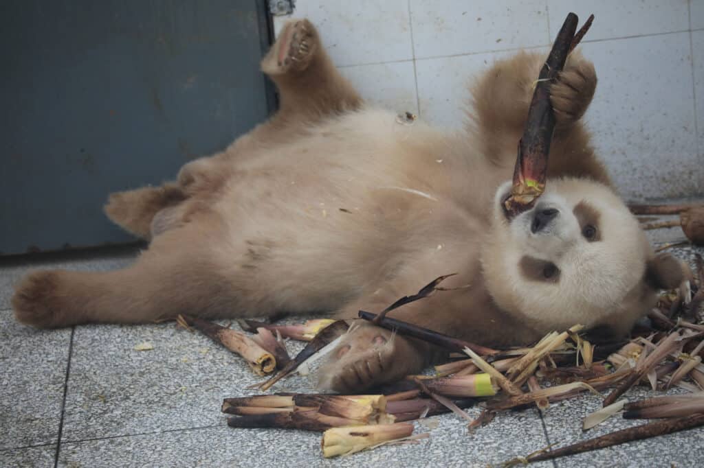 Giant panda – Bear Conservation