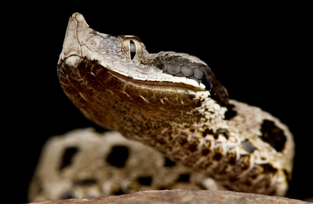 The Lataste’s Viper (Vipera latastei gaditana)