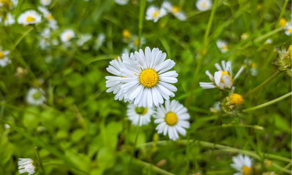 daisy vs chamomile