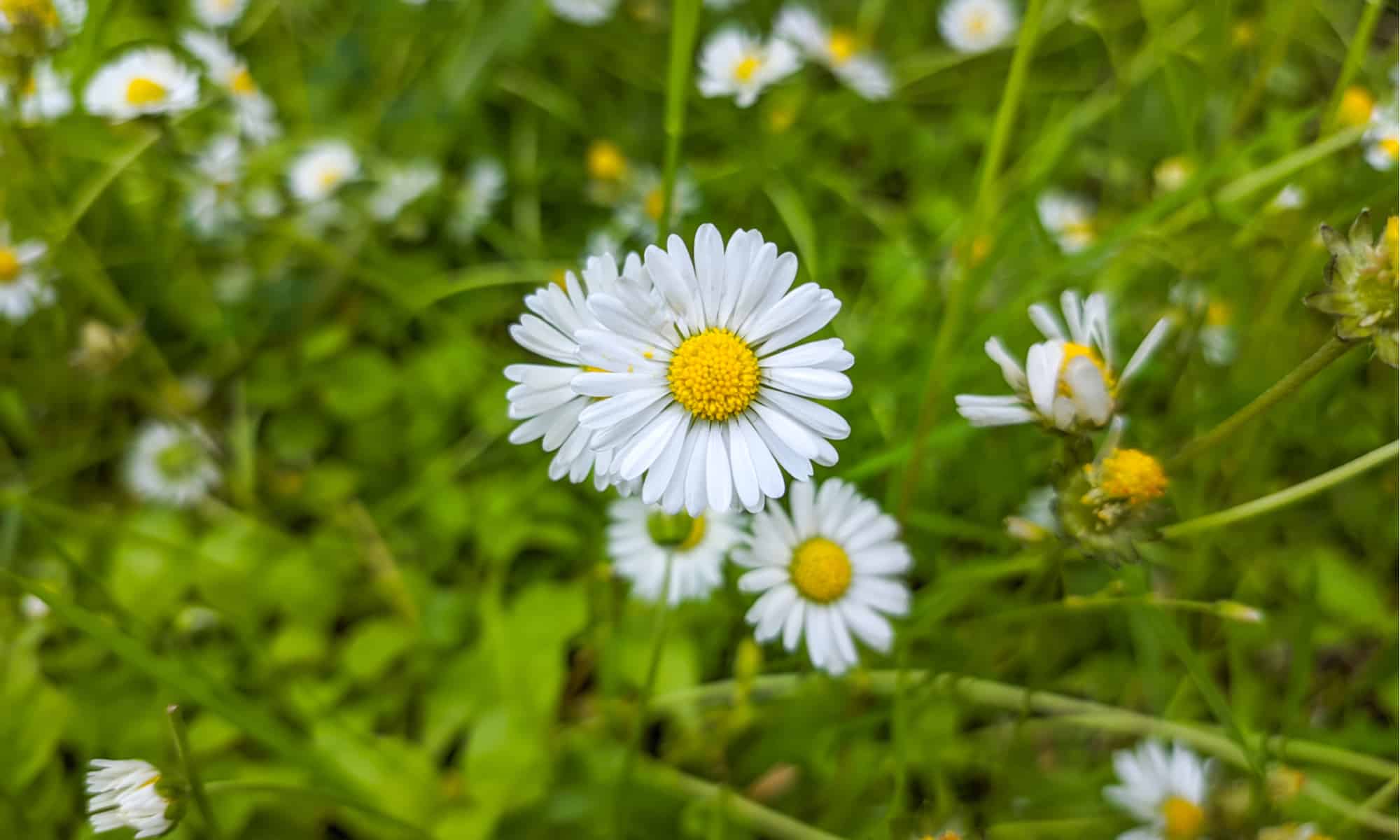 Daisy vs Chamomile: How to Tell These Plants Apart - Wiki Point