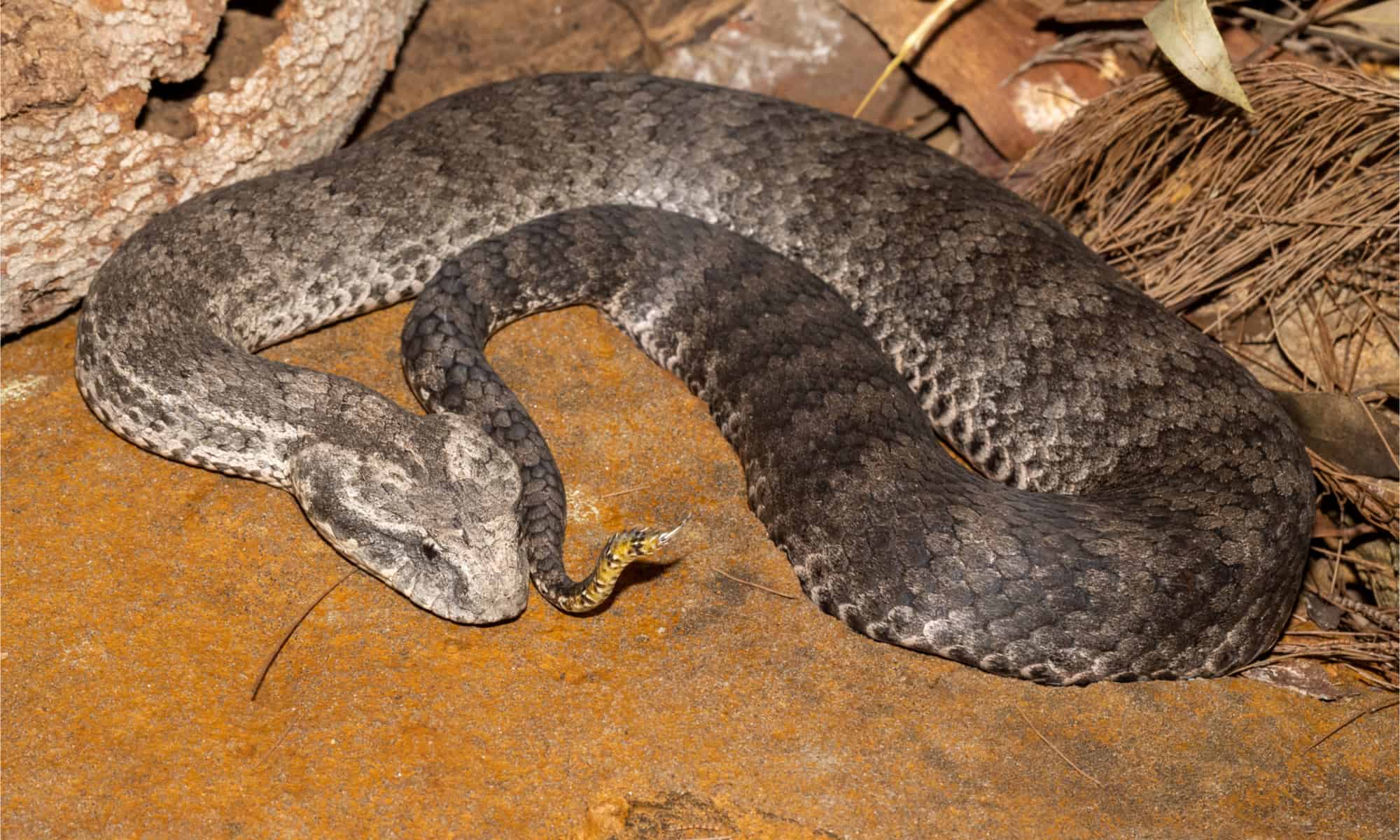 Discover the Largest Death Adder Ever Recorded - A-Z Animals