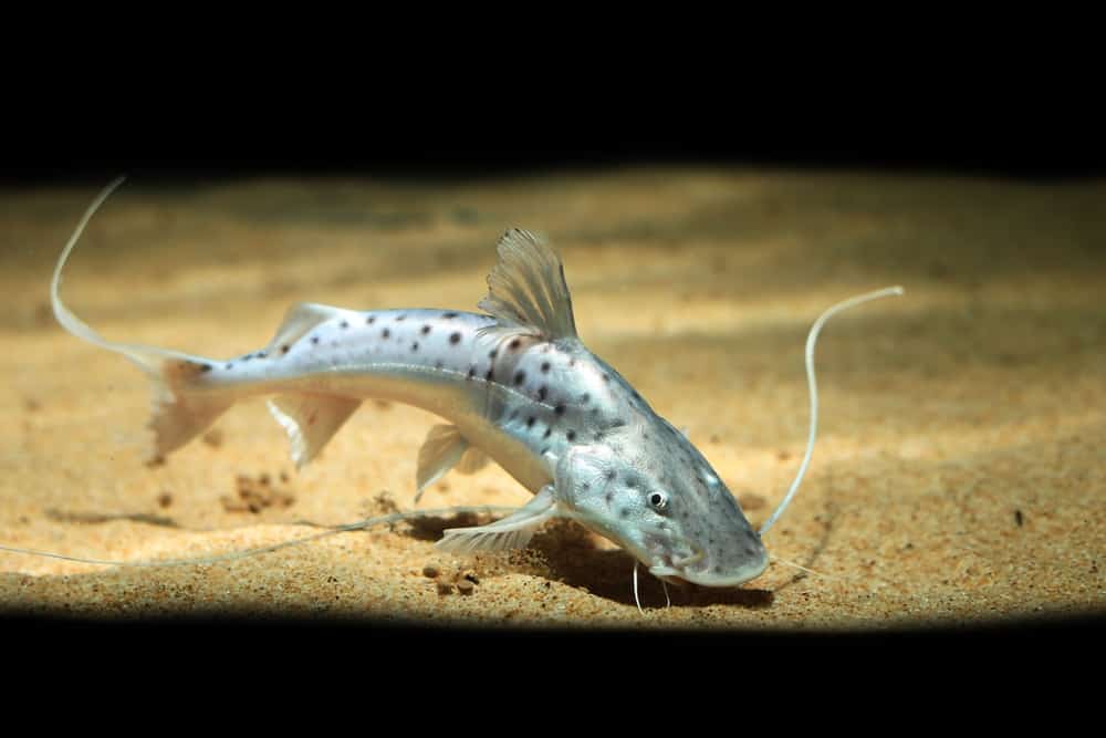 Large Piraiba catfish (brachyplatystoma, Filamentosum) searching for food in the aquarium