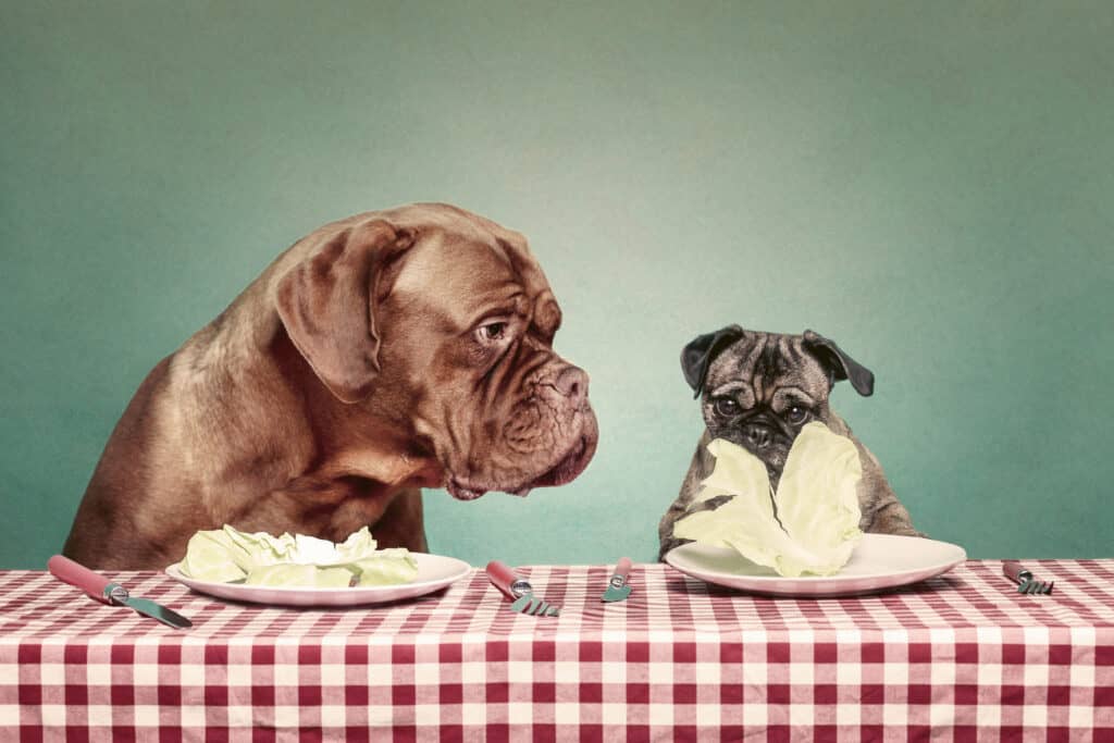 Two dogs eating lettuce at a table with a checkered tablecloth