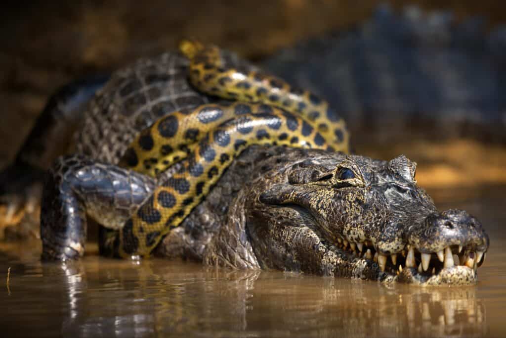 Snake on caiman