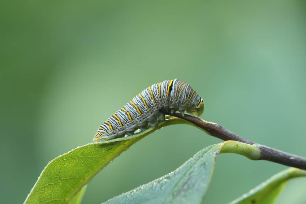 zebra swallowtail caterpillar