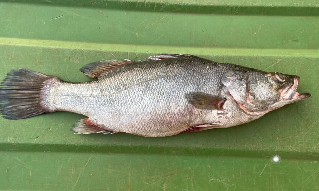 record nile perch