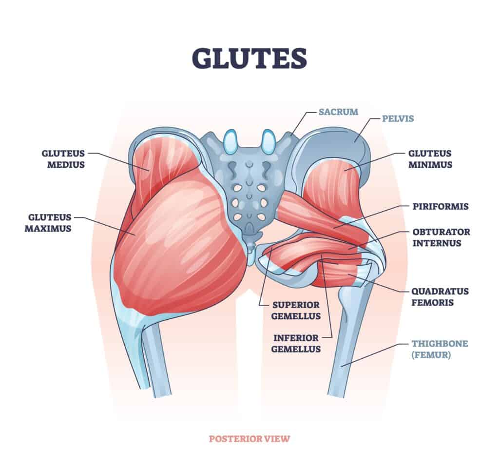 Glutes,As,Gluteal,Body,Muscles,For,Human,Buttocks,Strength,Outline