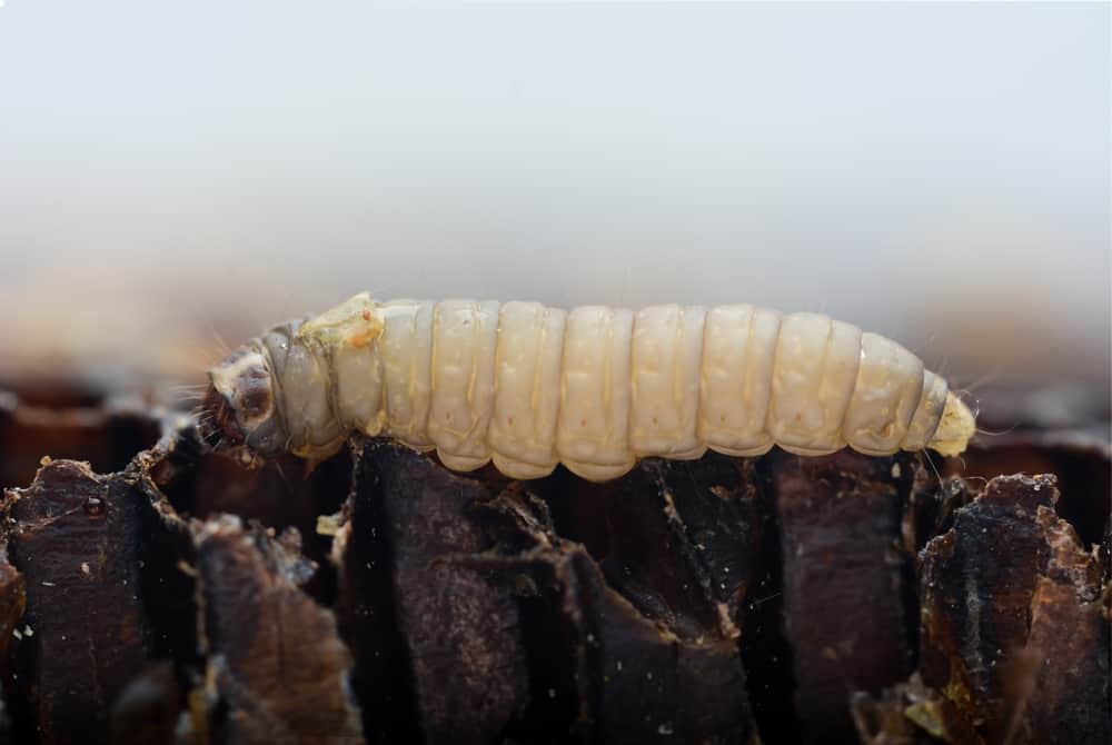 The greater wax moth Galleria mellonella