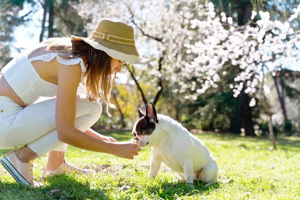 Dog almond trees eat