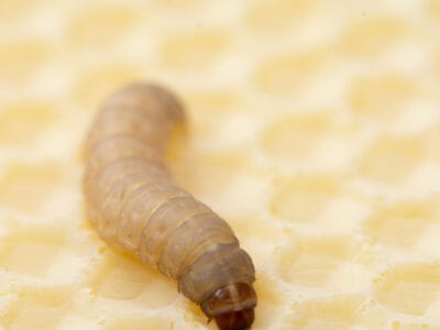 A What Do Wax Worms Eat?