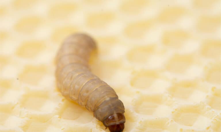 The greater wax moth Galleria mellonella