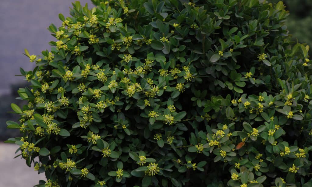 japanese holly vs boxwood