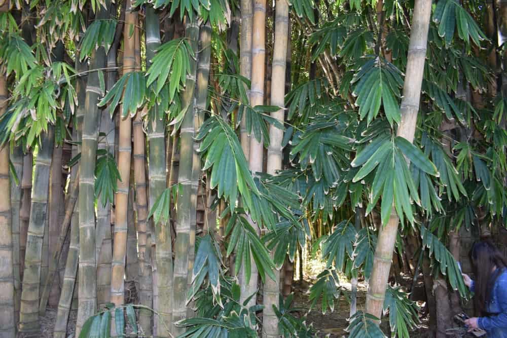 Bamboo vs Sugar Cane