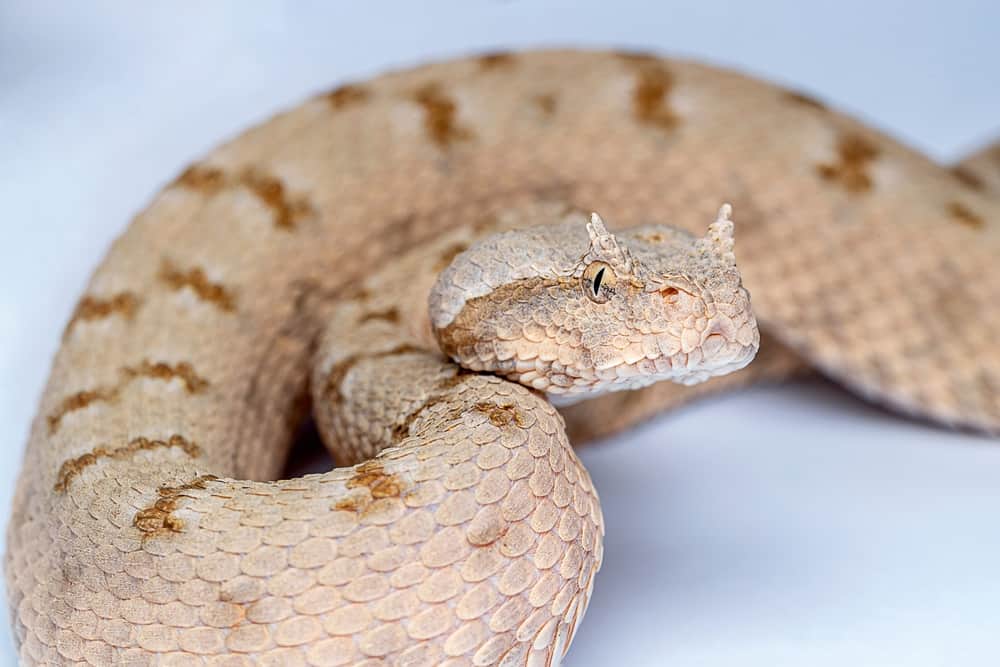 Persian horned viper 