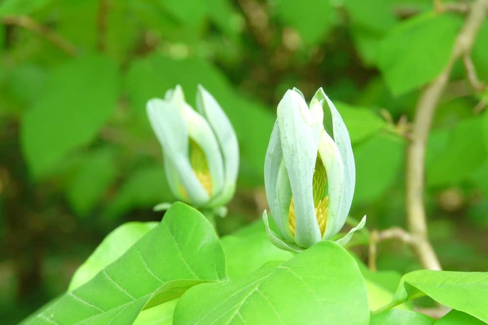 Flower of Magnolia acuminata (Cucumber tree)