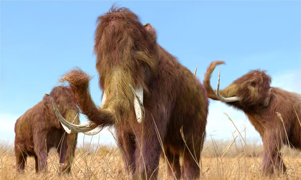 The first woolly mammoth fossil was found in South Carolina
