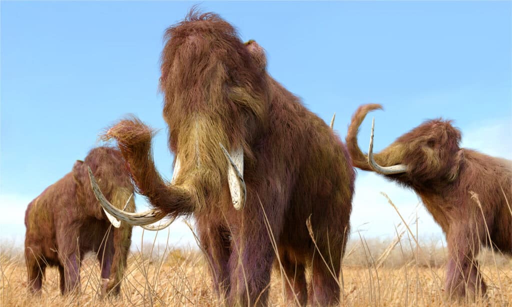 woolly mammoths