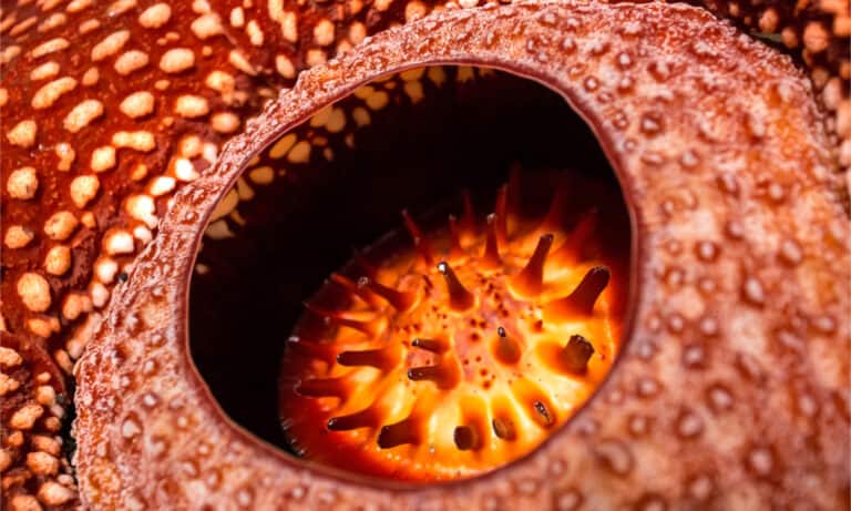 Rafflesia, the biggest flower in the world , Sumatra, Indonesia