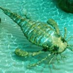 Sea scorpion