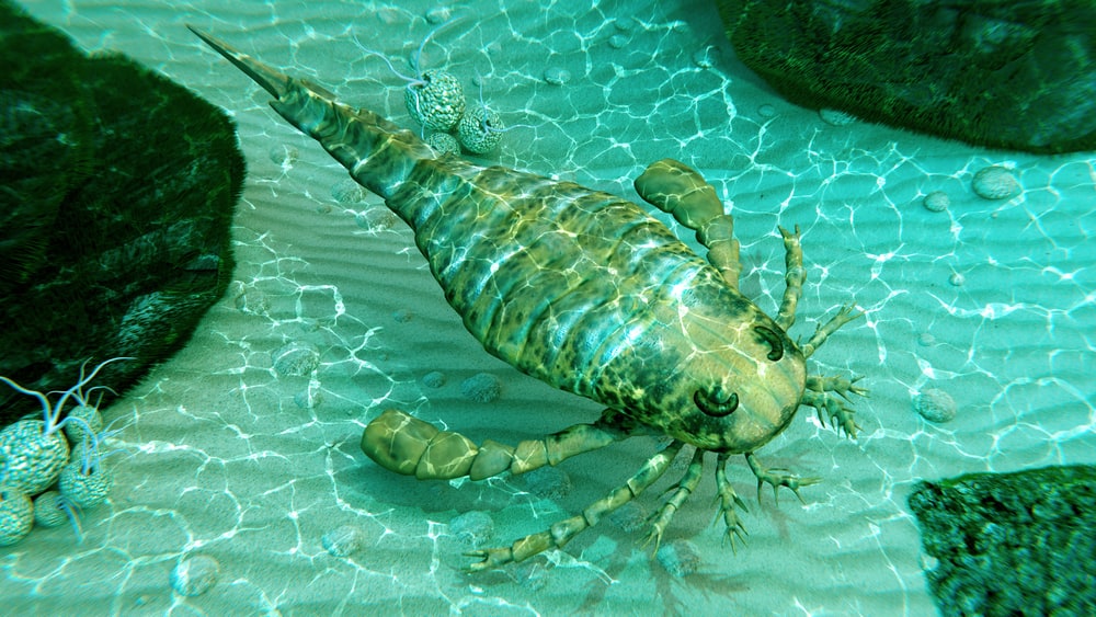 eurypterus sea scorpion