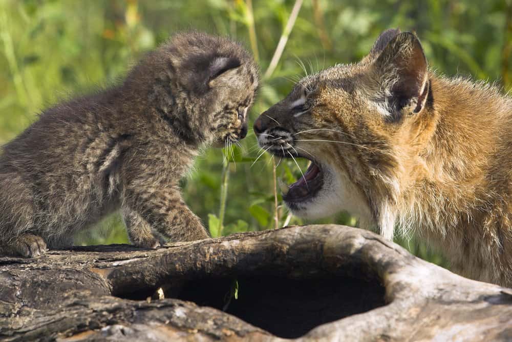 Bobcat, mother with young, baby, Minnesota, USA