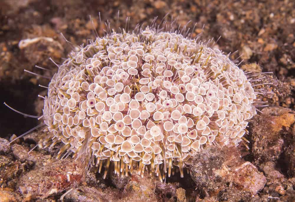 Close up of Flower Urchin.