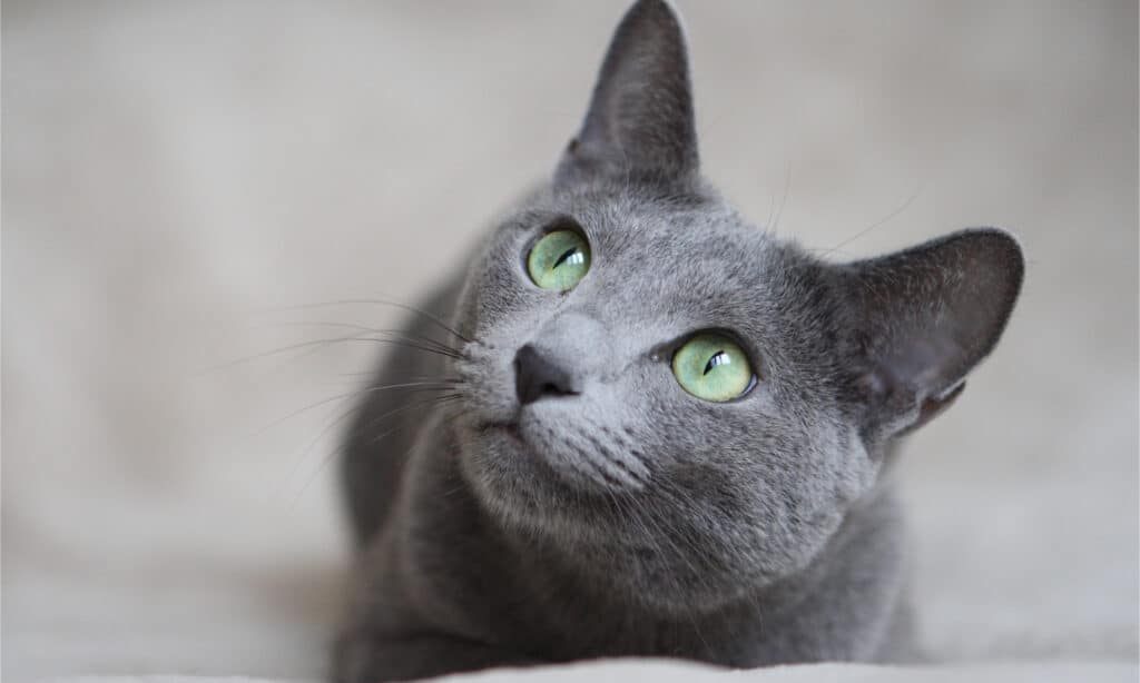 Russian Blue cat, close up on a white background. Cat is looking at something over its head.