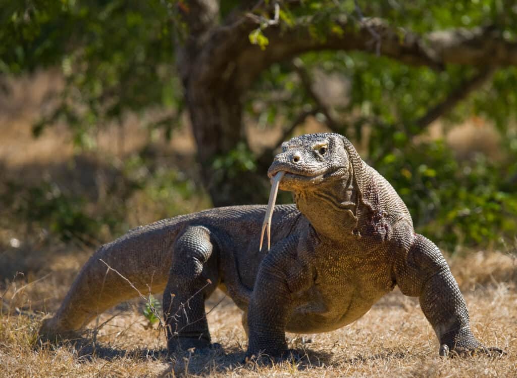 Komodo dragon is on the ground.