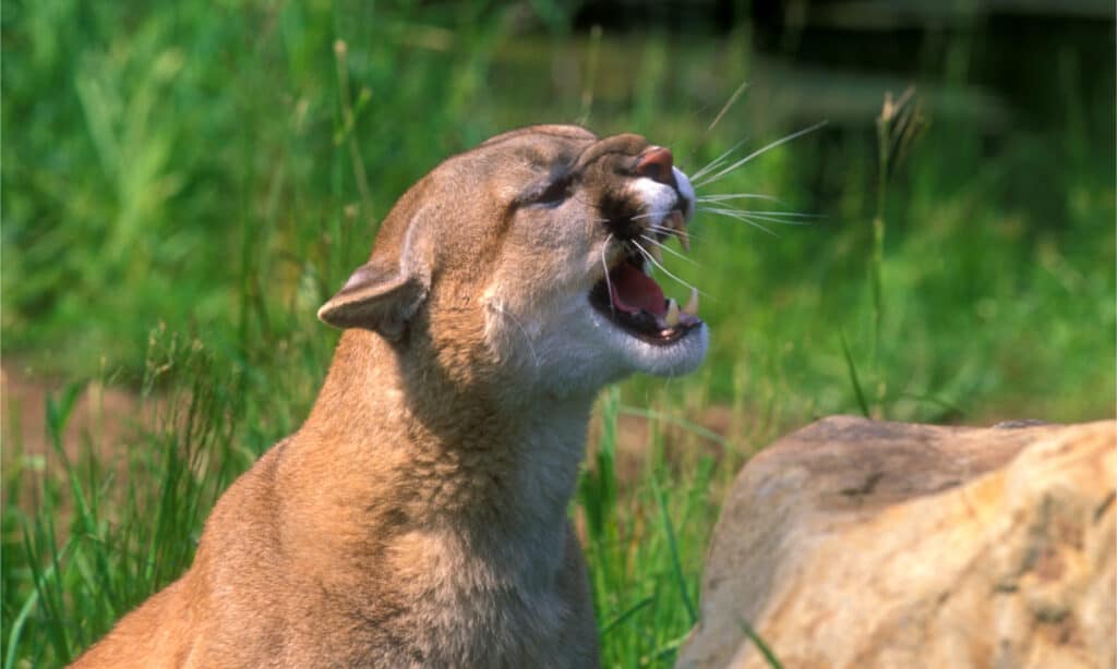 mountain lion jaw