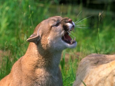 A Why Do Mountain Lions Scream?