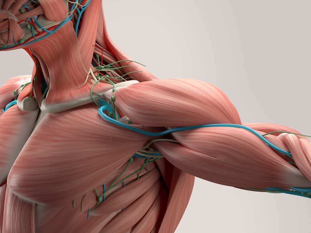 Human,Anatomy,Detail,Of,Shoulder.,Muscle,,Arteries,On,Plain,Studio