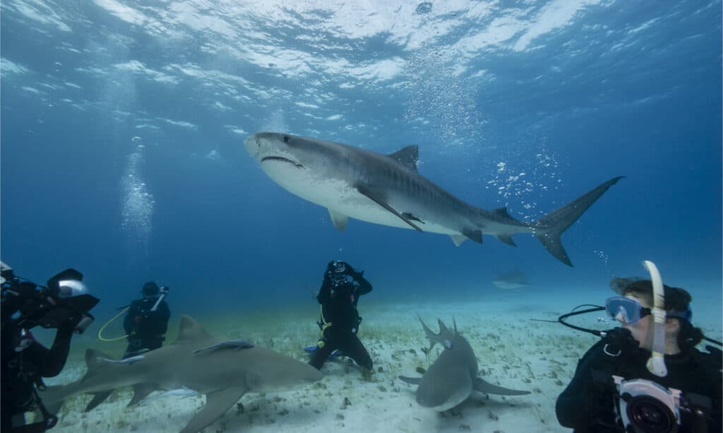 Tiger shark swimming over a group of scuba divers