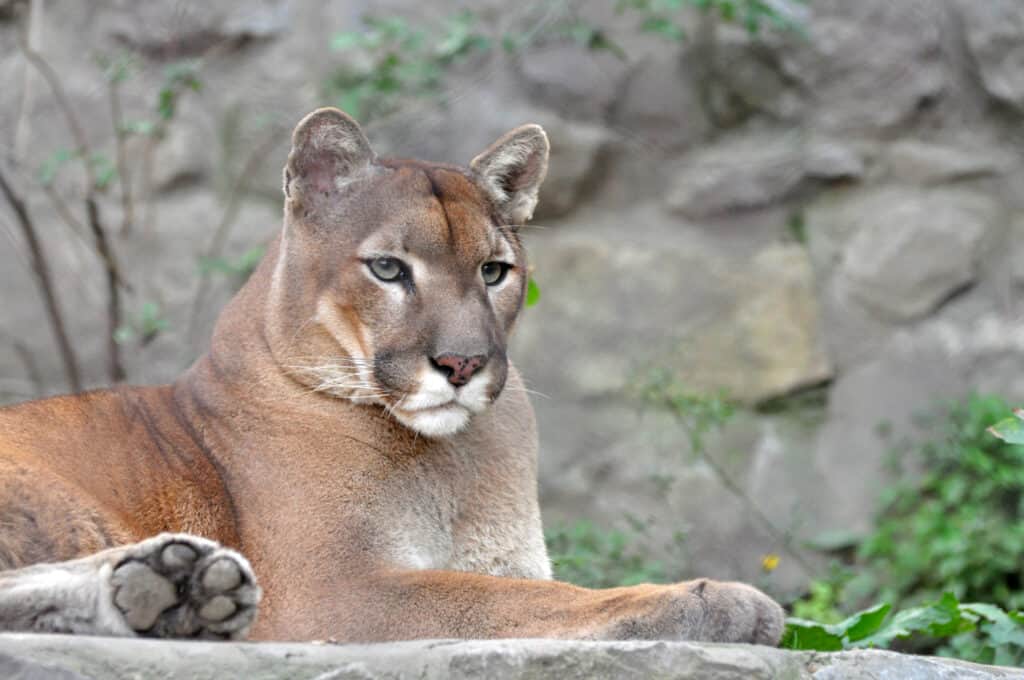 Puma, cougar portrait. Mountain lion close up.