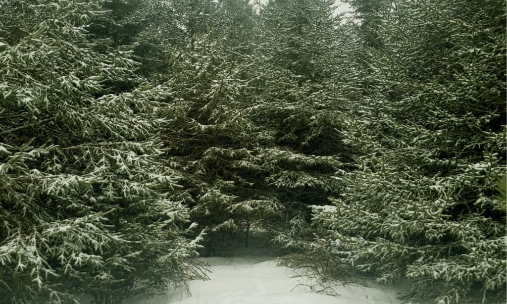 Balsam fir in winter