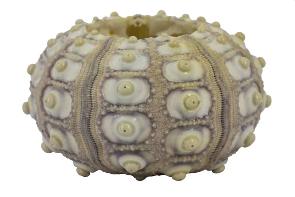 Imperial sea urchin