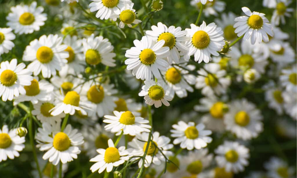 daisy vs chamomile