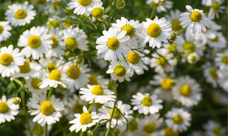 Daisy vs. Chamomile: How to Tell These Plants Apart - A-Z Animals