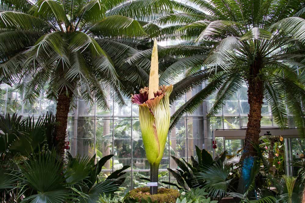 largest flower