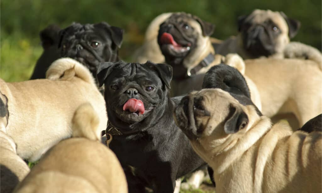 A group of pugs is called a grumble.