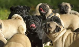I’ve Owned 4 Pugs…Here Are the Top 12 Things I’ve Learned Picture