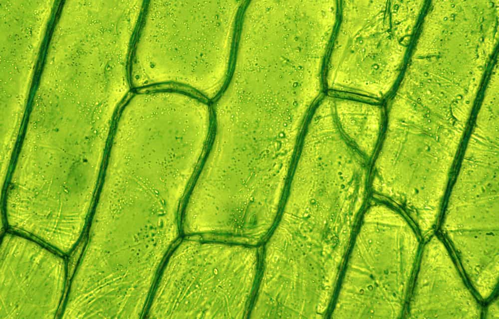 Plant cell under microscop