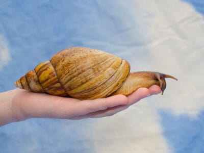A Snail Quiz: Test What You Know!