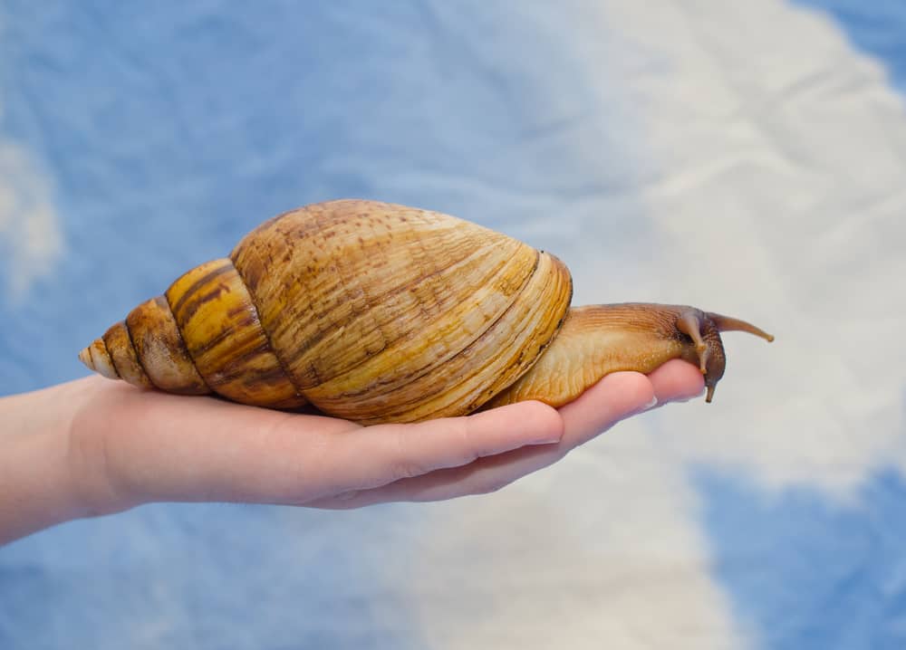 giant snail